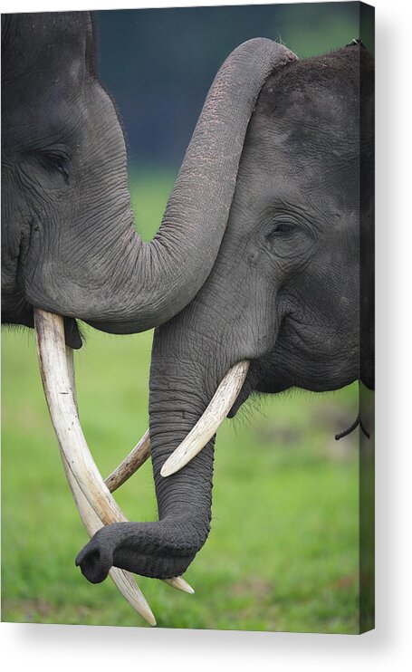 Mp Acrylic Print featuring the photograph Asian Elephant Greeting by Cyril Ruoso