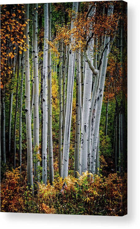 Aspen Acrylic Print featuring the photograph Aspens and Fern Vertical by David Soldano