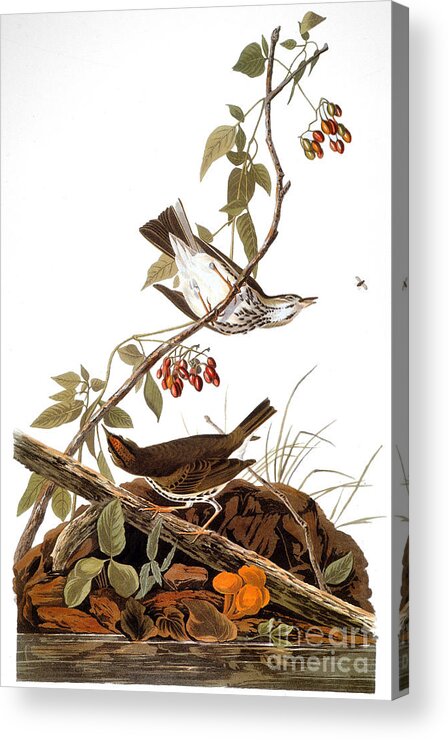 1838 Acrylic Print featuring the photograph Audubon: Ovenbird by Granger