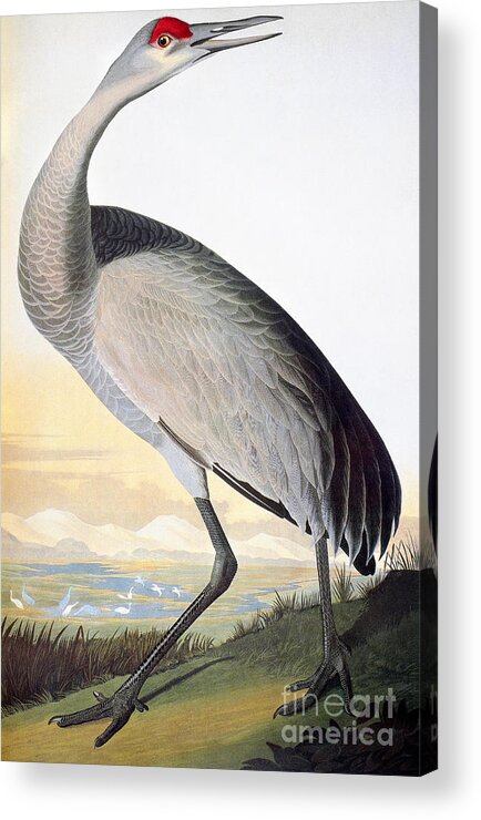 1827 Acrylic Print featuring the drawing Sandhill Crane by John James Audubon