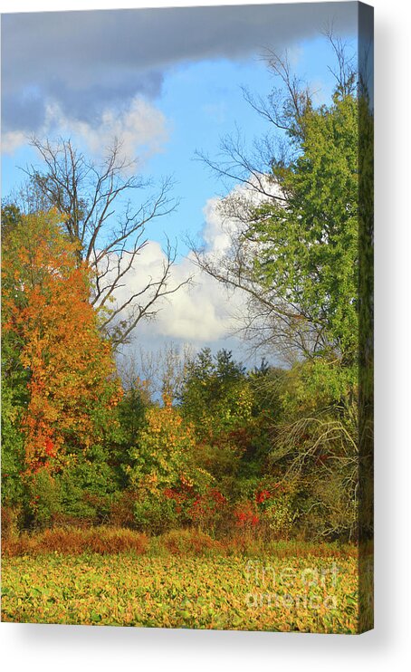 America Acrylic Print featuring the photograph Autumn Breeze Nature Art by Robyn King