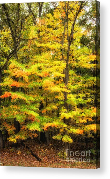 Autumn Acrylic Print featuring the photograph Autumn Colors 4 by Timothy Hacker
