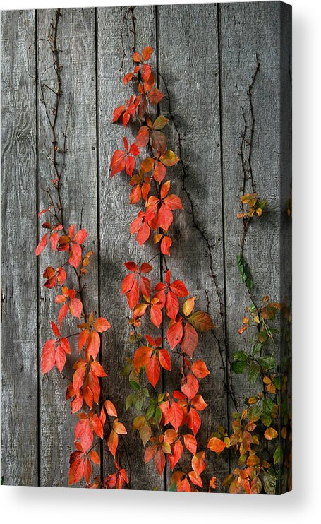 Vines Acrylic Print featuring the photograph Autumn Creepers by William Selander