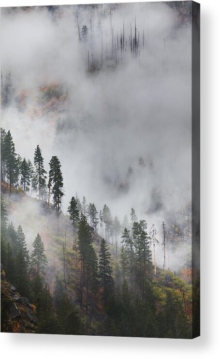 Autumn Acrylic Print featuring the photograph Autumn Fog by Eggers Photography