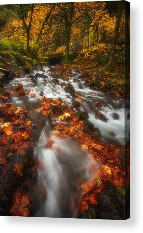 Fall Acrylic Print featuring the photograph Autumn in the Gorge by Darren White