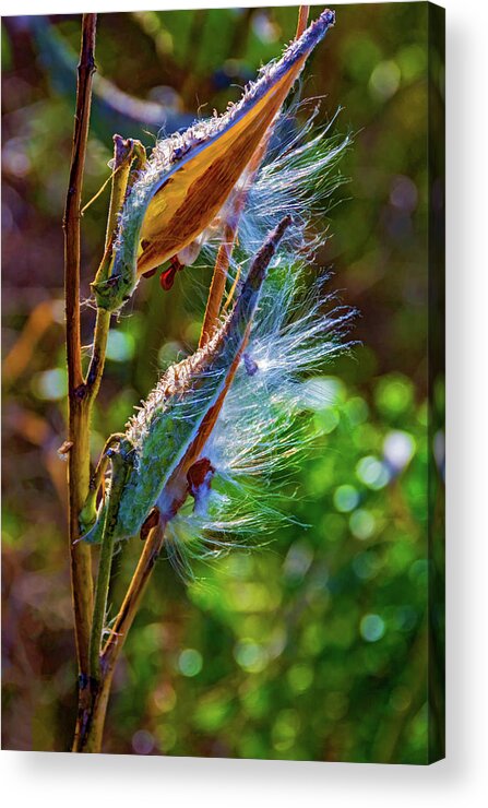 Steve Harrington Acrylic Print featuring the photograph Autumn Milkweed 5 by Steve Harrington