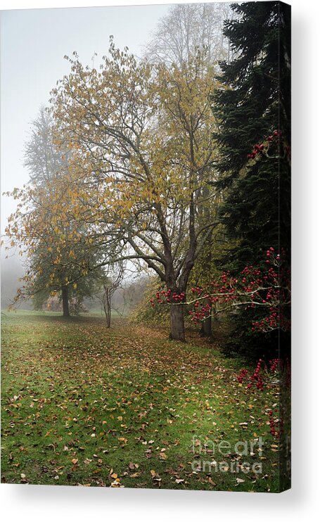 Red Berries Acrylic Print featuring the photograph Autumn Mist, Great Dixter Garden 2 by Perry Rodriguez