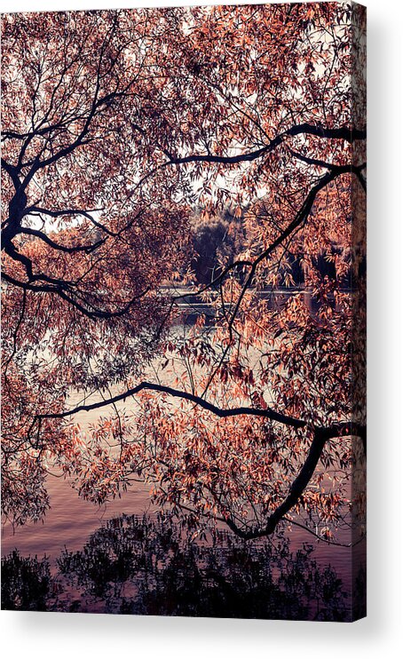 Jenny Rainbow Fine Art Photography Acrylic Print featuring the photograph Autumn Mix. Airy Lace of Autumn by Jenny Rainbow