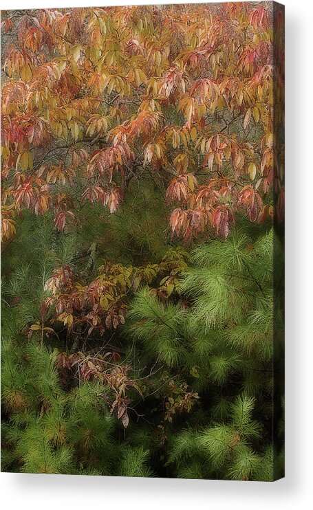 Leaves Acrylic Print featuring the photograph Autumn Mixing by Mike Eingle