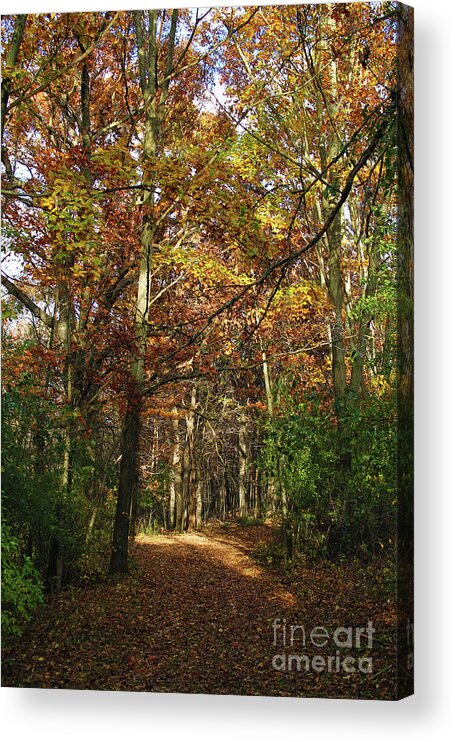 Autumn Acrylic Print featuring the photograph Autumn Path at St Croix Bluffs by Jimmy Ostgard