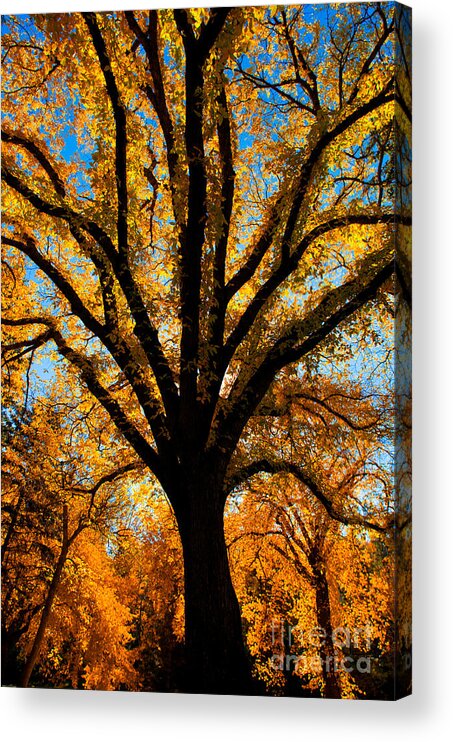 Elm Trees Acrylic Print featuring the photograph Autumn Season 4 by Terry Elniski
