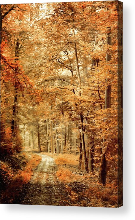Forest Acrylic Print featuring the photograph Autumn Secret by Philippe Sainte-Laudy