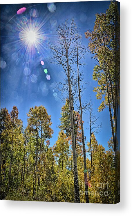 Fall Acrylic Print featuring the photograph Autumn Sunbeams by Janice Pariza