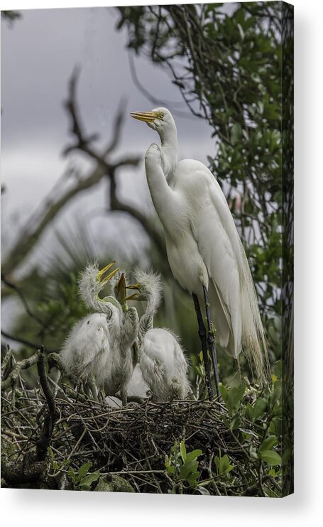 Great White Heron Acrylic Print featuring the photograph Babies in the Nest by Dorothy Cunningham