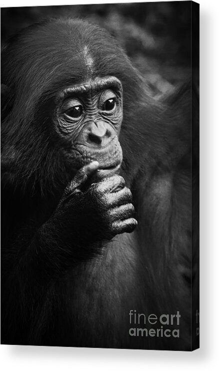 Bonobo Acrylic Print featuring the photograph Baby Bonobo by Heiko Koehrer-Wagner