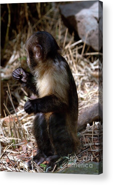 Small Acrylic Print featuring the photograph Baby Brown Capuchin Monkey by Stephen Melia