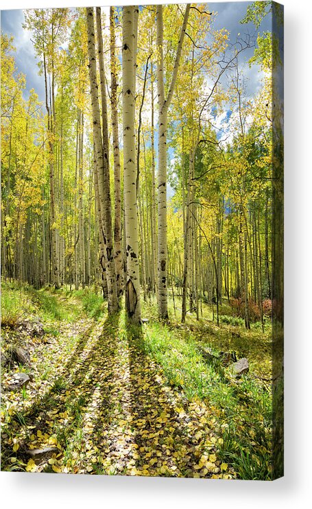 Aspen Acrylic Print featuring the photograph Backlit Aspen Trail by Denise Bush