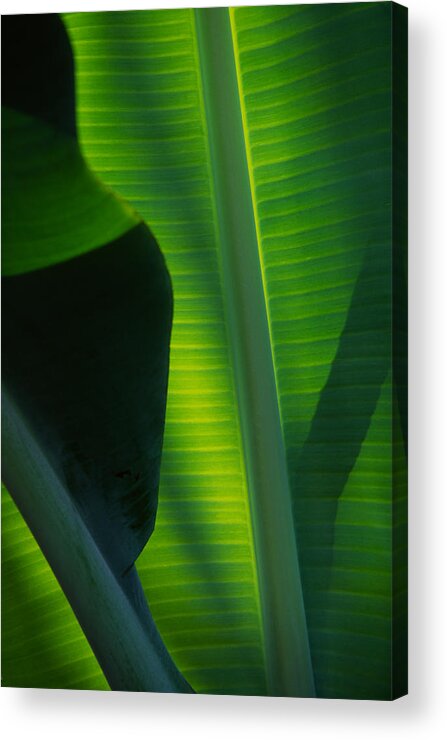 Banana Leaf Acrylic Print featuring the photograph Backlit Banana Leaves by Bob Coates