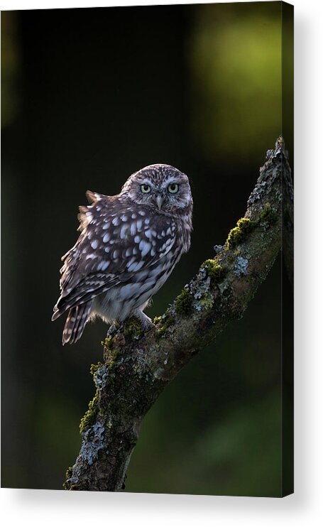 Little Owl Acrylic Print featuring the photograph Backlit Little Owl by Pete Walkden