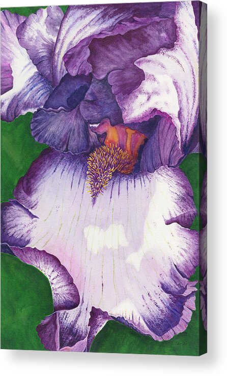 Iris Acrylic Print featuring the painting Backyard Beauty by Lori Taylor