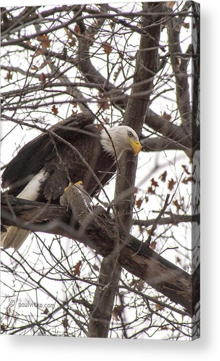  Acrylic Print featuring the photograph Backyard Eagle And Squirrel.... by Paul Vitko