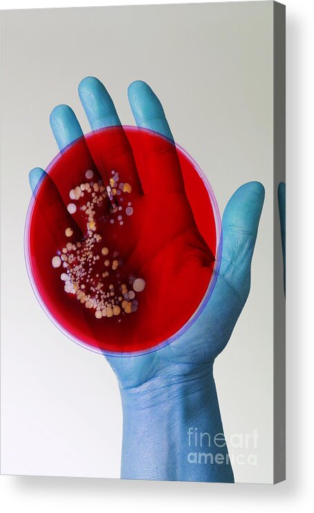 Bacteria Acrylic Print featuring the photograph Bacteria Found On Hands by George Mattei