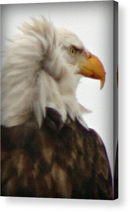 Bird Acrylic Print featuring the photograph Bald Eagle by Patricia Montgomery