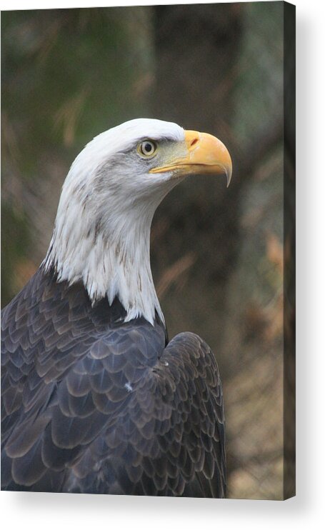 Scene Acrylic Print featuring the photograph Bald Eagle Profile by Mary Mikawoz