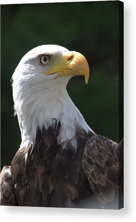 Bald Eagle Acrylic Print featuring the photograph Bald Eagle by Valerie Kirkwood
