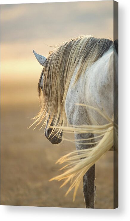 Horse Acrylic Print featuring the photograph Band Stallion Sunrise by Kent Keller