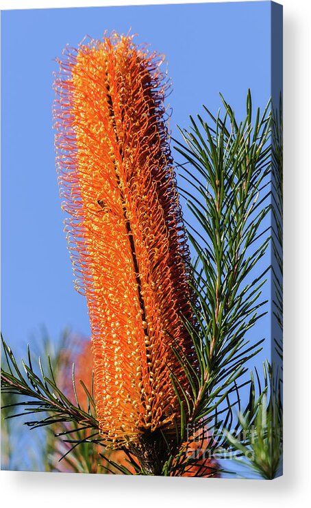 Plant Acrylic Print featuring the photograph Banksia NSW09 by Werner Padarin