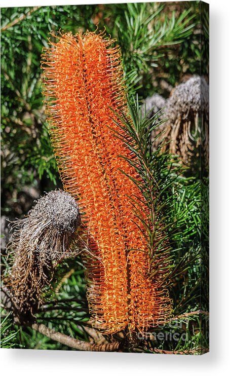 Plant Acrylic Print featuring the photograph Banksia NSW10 by Werner Padarin