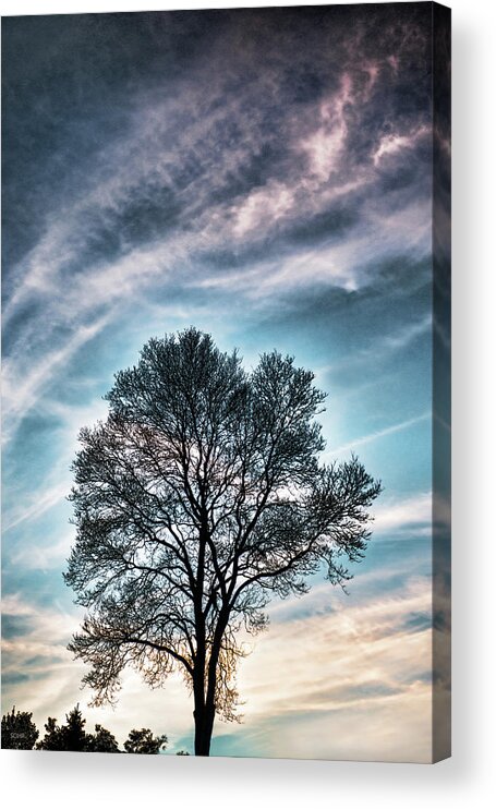 Trees Acrylic Print featuring the photograph Bare Sunset by Dana Sohr