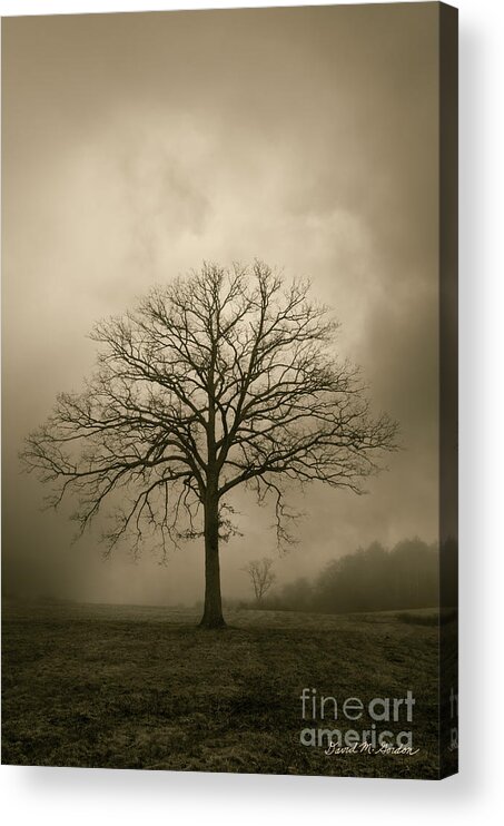 Tree Acrylic Print featuring the photograph Bare Tree And Clouds by David Gordon