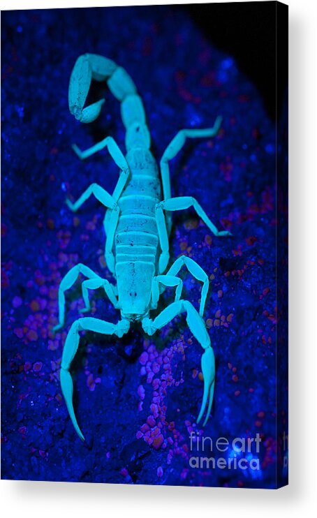 Scorpion Acrylic Print featuring the photograph Bark Scorpion By Blacklight by Stuart Wilson