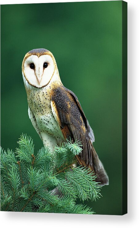 Mp Acrylic Print featuring the photograph Barn Owl Tyto Alba Portrait, Hudson by Tom Vezo
