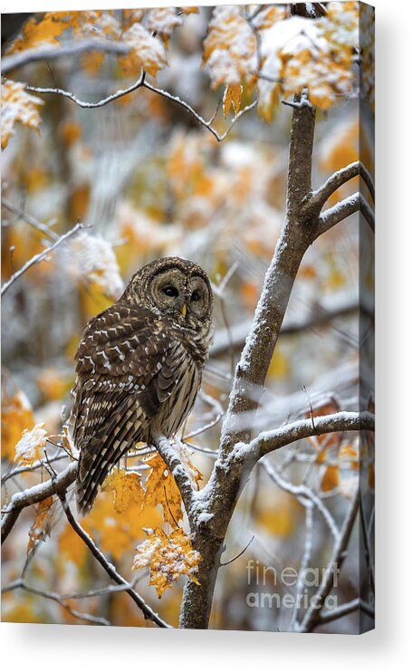 Owl Acrylic Print featuring the photograph Barred Owl by Anthony Heflin