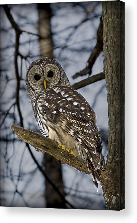 Barred Owl Acrylic Print featuring the photograph Barred Owl by Patricia Montgomery