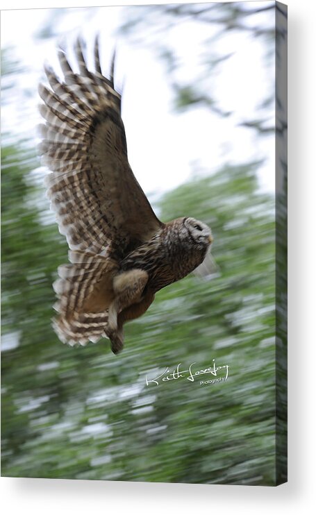 Owl Acrylic Print featuring the photograph Barred Owl Taking Flight by Keith Lovejoy