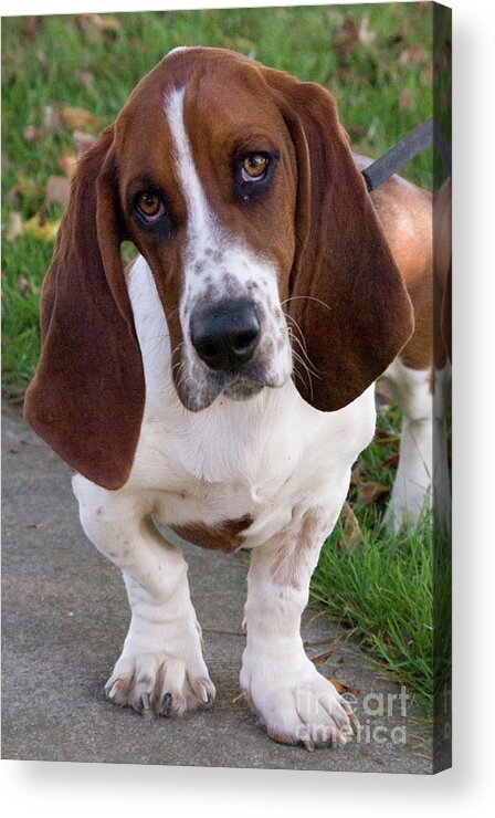 Basset Acrylic Print featuring the photograph Basset Hound by Jim And Emily Bush