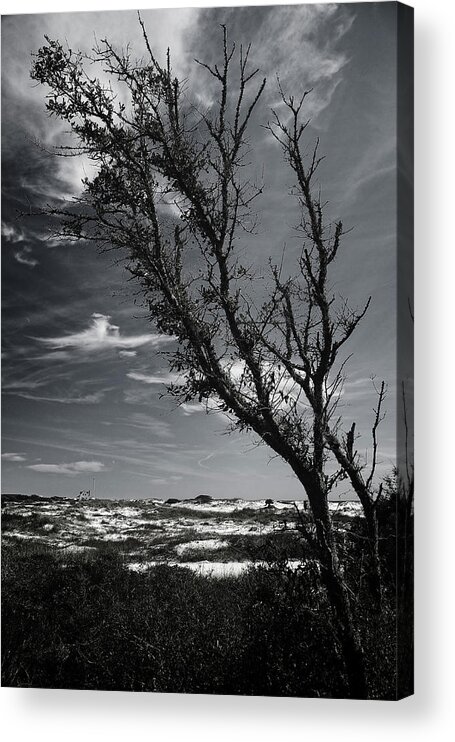 Sand Acrylic Print featuring the photograph Beach Tree by George Taylor