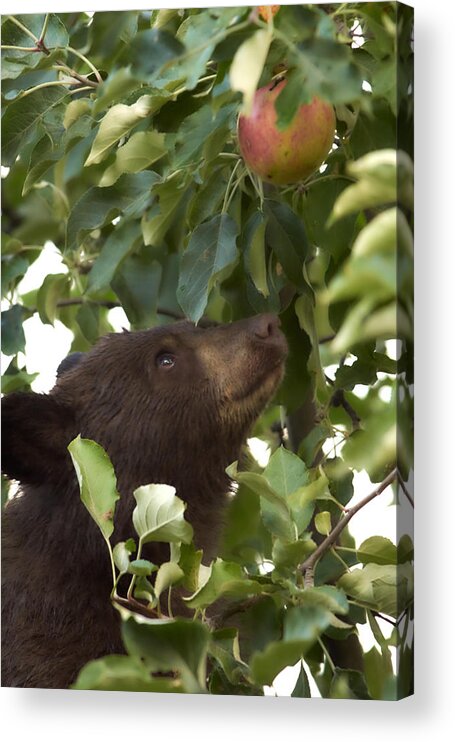 Black Bear Acrylic Print featuring the photograph Bear Cub in Apple Tree4 by Loni Collins