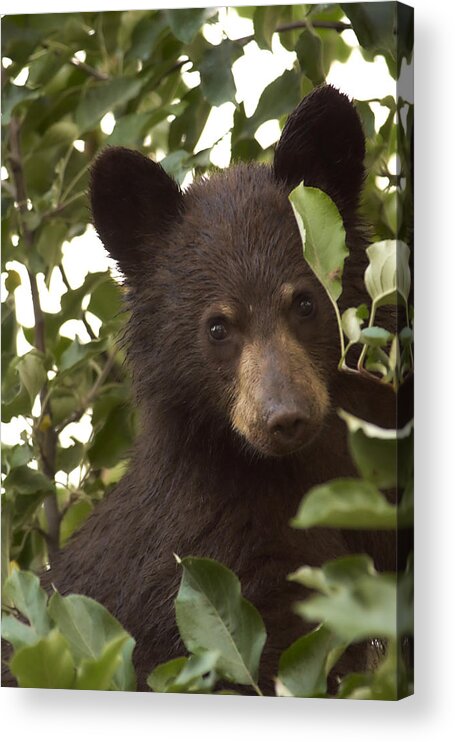 Black Bear Acrylic Print featuring the photograph Bear Cub in Apple Tree7 by Loni Collins