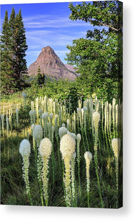 Bear Grass Acrylic Print featuring the photograph Bear Grass at Two Medicine by Jack Bell