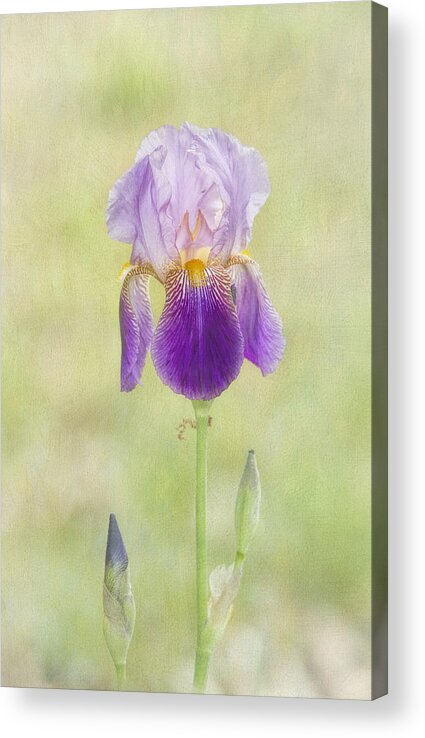 Flower Acrylic Print featuring the photograph Bearded Iris by Richard Macquade