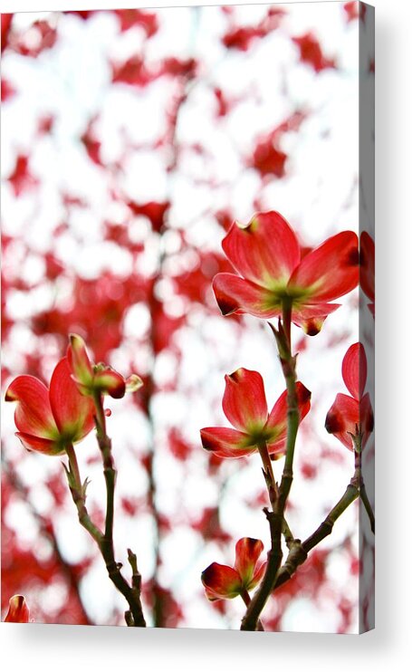 Photography Acrylic Print featuring the photograph Beautiful Dogwood Red Blooms by M E