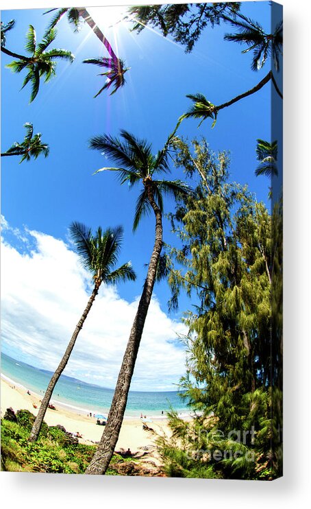 Hawaii Acrylic Print featuring the photograph Beautiful Palms of Maui 17 by Micah May