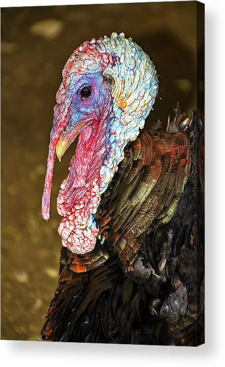 Turkey Acrylic Print featuring the photograph Beautifully Ugly Turkey by Bob Slitzan