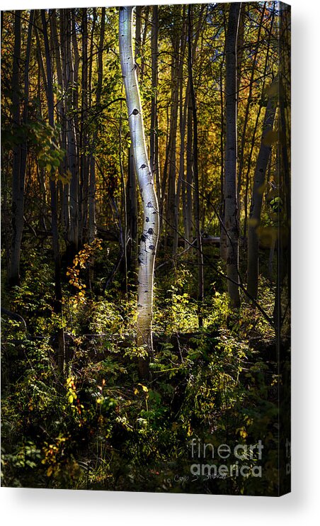 Beartooth Acrylic Print featuring the photograph Beaver Aspen Grove by Craig J Satterlee