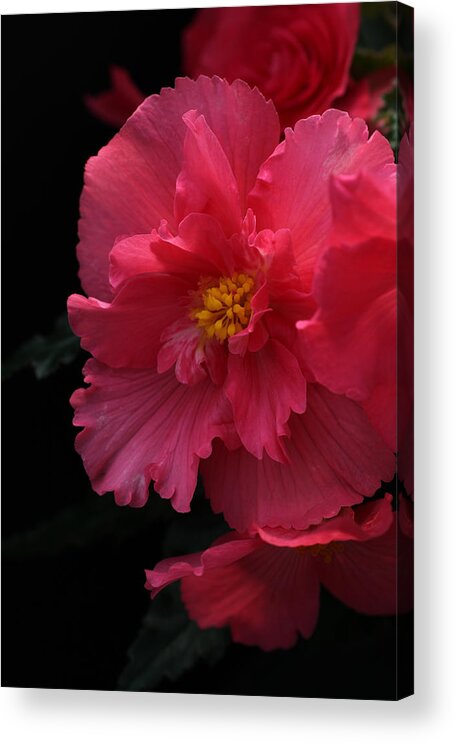 Flower Acrylic Print featuring the photograph Begonia by Tammy Pool
